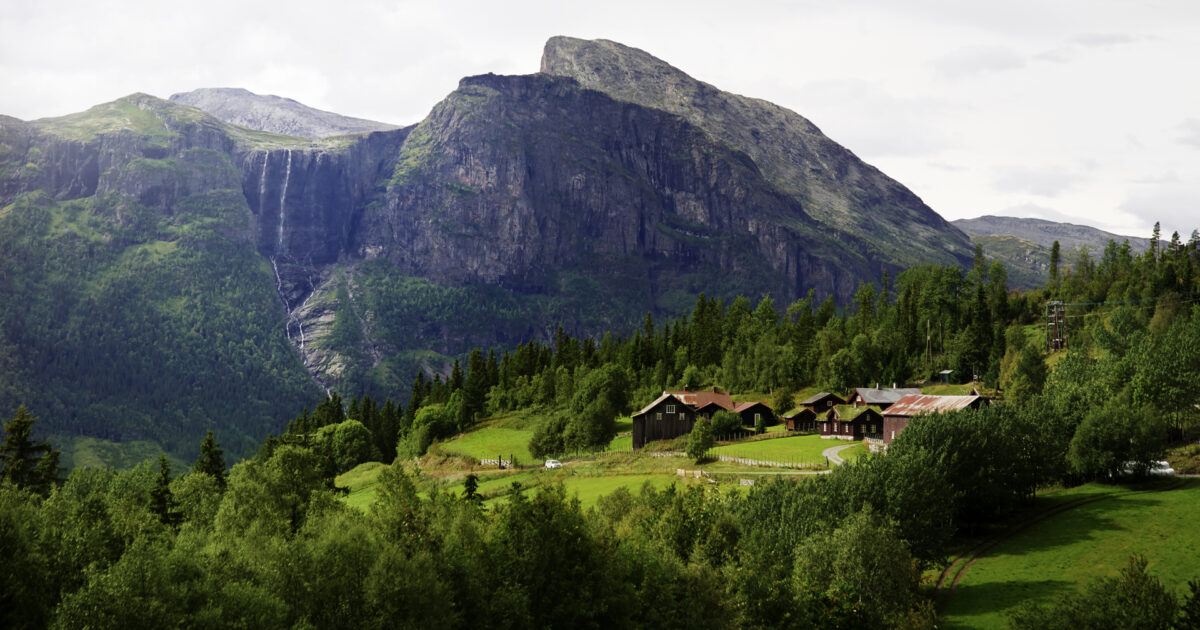 Kuer beite Foto Håvard Simonsen