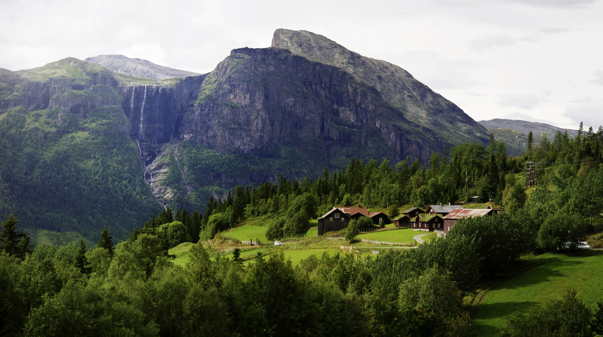 Prior hos kalkunbonde Per Anders Buer i Skjeberg no018154 Foto Øivind Haug