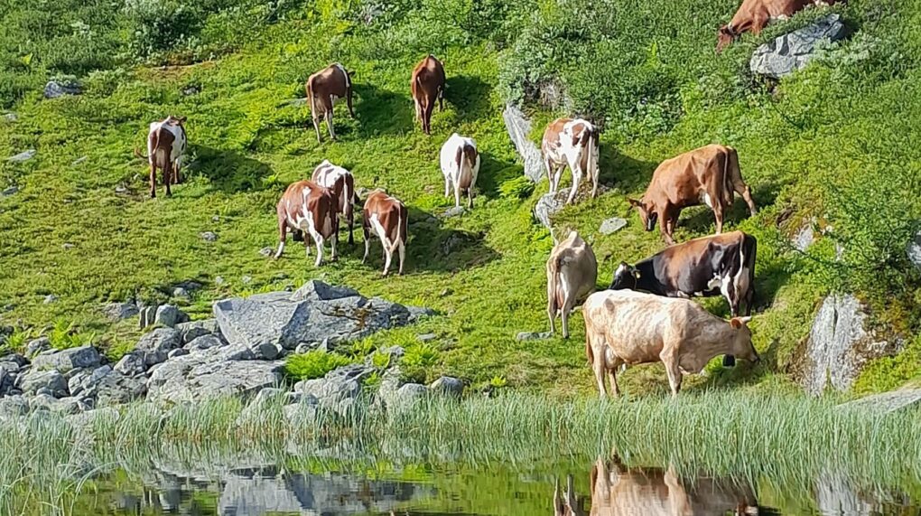 Bærekraftsrapport 2026 Jarle Rueslatten