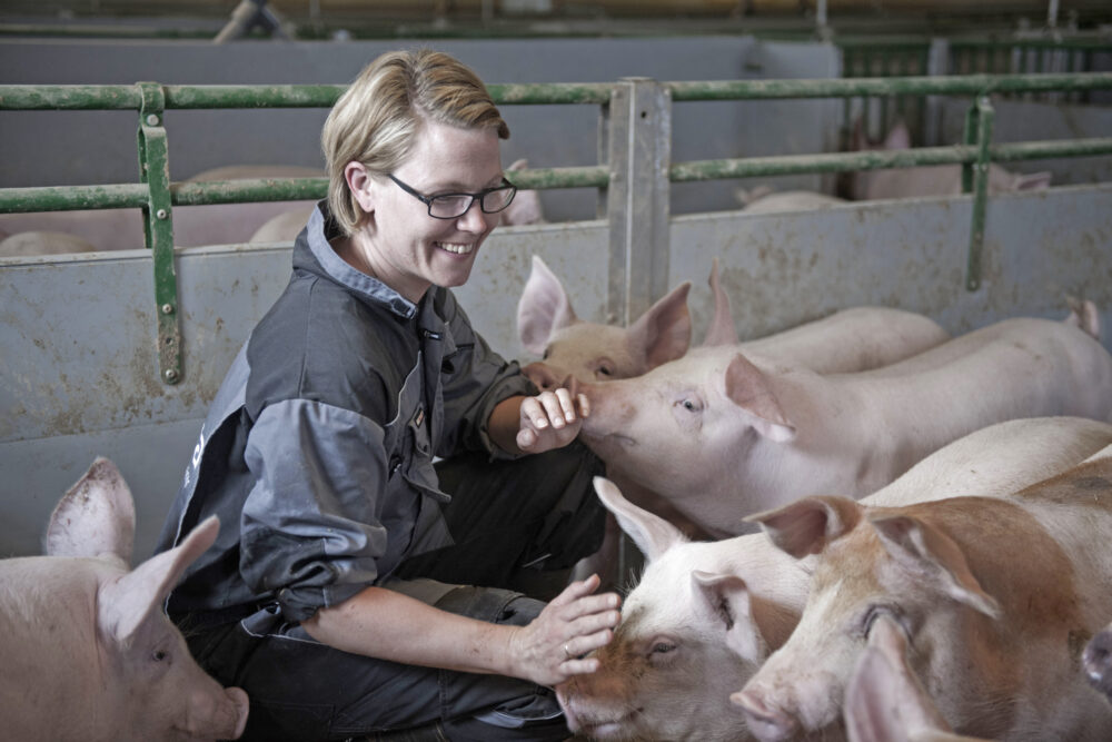 Brit Tove krekling koser med griser. Foto: Nortura/Rune Bendiksen