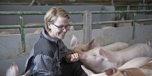 Brit Tove krekling koser med griser. Foto: Nortura/Rune Bendiksen