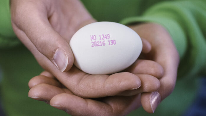 Foto: Øivind Haug Nortura Rakkestad egg no018047 Foto Øivind Haug