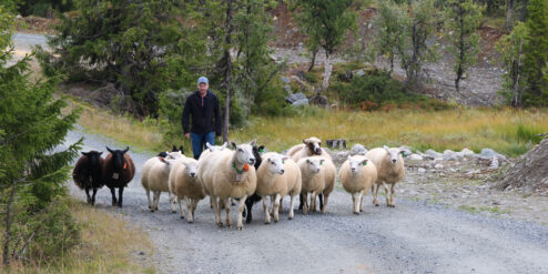 Sau lam vei Foto Ringdal Grethe