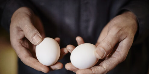 Hand egg Foto Oivind Haug