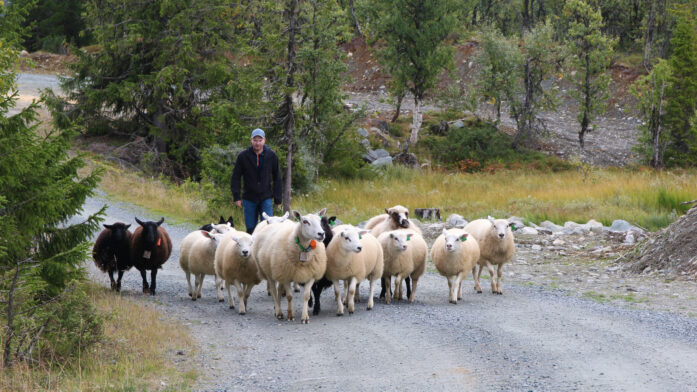 Sau lam vei Foto Ringdal Grethe