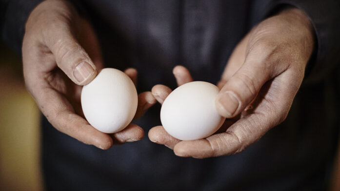 Hand egg Foto Oivind Haug