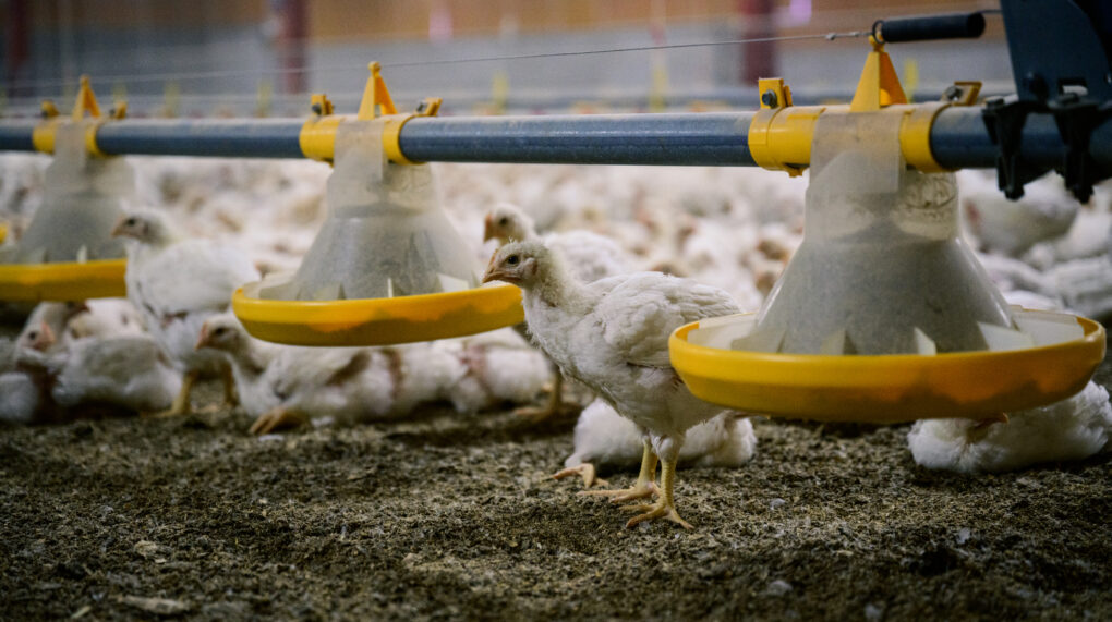 Kylling Rustic gold no038080 Foto John Trygve Tollefsen 1