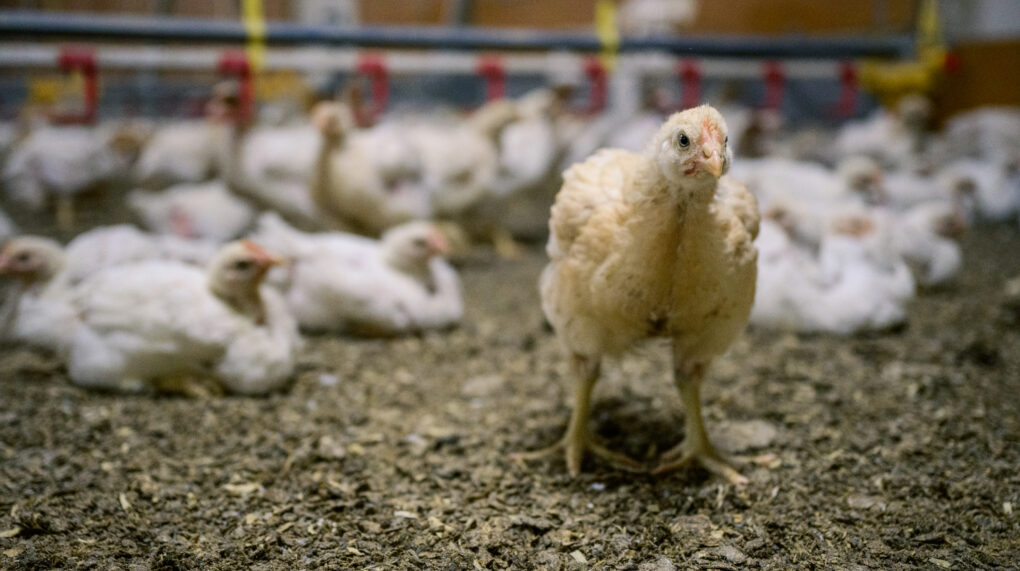 Kylling Rustic gold no038098 Foto John Trygve Tollefsen