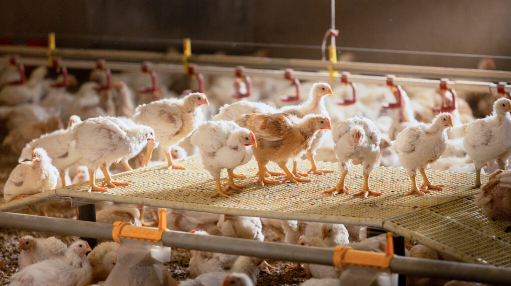 PRIOR SAK miljobilder no038342