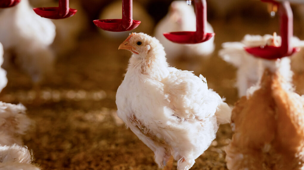 PRIOR SAK miljobilder no038345